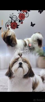 Suczka Shih Tzu