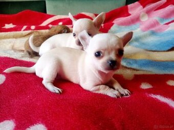 Chihuahua szczenięta