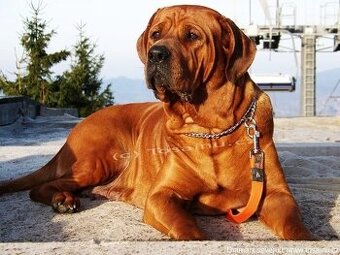 Tosa inu - przyjmujemy rezerwacje na szczenięta wiosna/lato