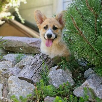 Welsh Corgi Pembroke s pp