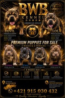 American bully