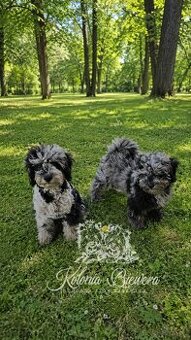 Pudel Miniaturowy  Blue Merle Badania Genetyczne Paszport