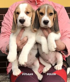 Beagle / Bigle - szczenięta rodowód ZKwP / FCI po Champion.