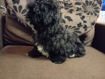 Piesek rasy Rosyjska Bolonka Kolorowa o imieniu Gibson