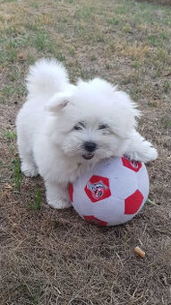 Szczeniaki maltańczyka Apple Head.