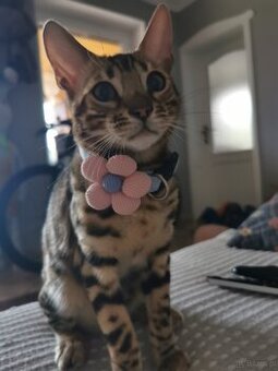 Rodowodowa kotka Bengalska