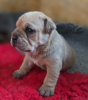 Dog Z Majorki Ca De Bou