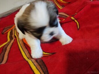 Suczki  mieszanka ( shih tzu - pekińczyk)