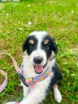 Border collie
