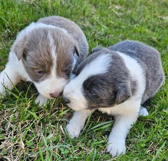 Border kólia šteniatka