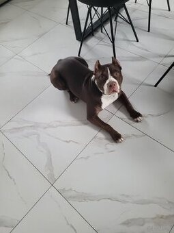 Sunia