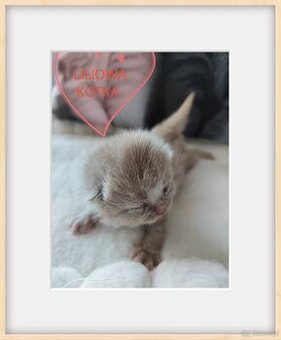 Zapraszam do rezerwacji kotka brytyjskiego