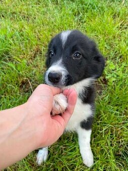 Border collie
