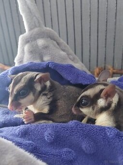 PILNE Lotopałanka Lotopałanki sugar glider 2szt samce 3 la