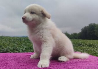 Border Collie - Rasowy pies maści ee-red, komplet dok.