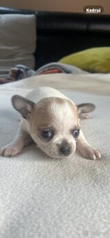 Chihuahua