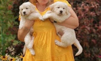 Sprzedam suczka golden retriever ZkwP/FCI