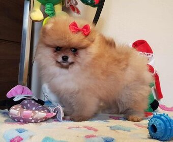 Szpic miniaturowy pomeranian ZKwP/FCI
