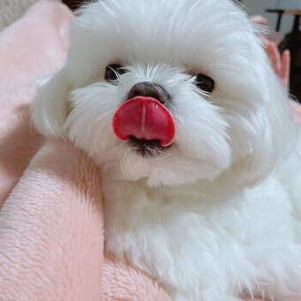 Szczeniaki maltańczyka na sprzedaż