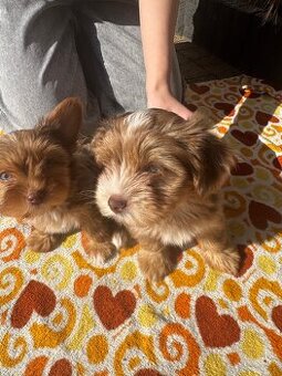 York Yorkshire Terrier