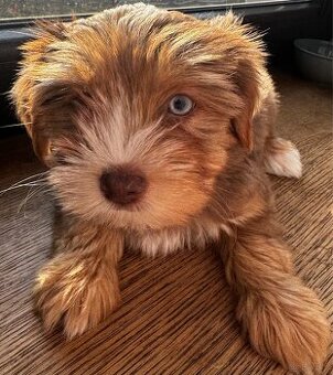 York Yorkshire Terrier