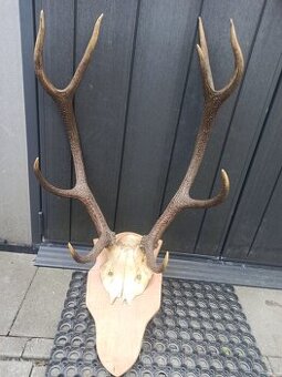 Sprzedam  poroże jelenia byka