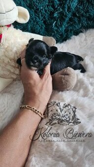 Yorkshire Terrier czarny piesek ( nie wybarwi się) Paszport