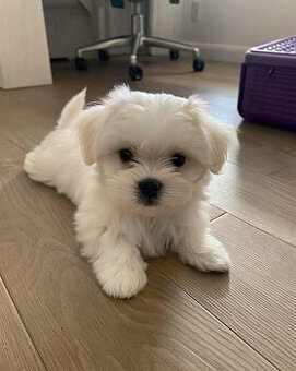 Szczeniaki szpica maltańskiego.