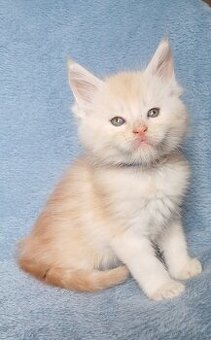 Maine Coon kocurek rodowód fpl
