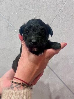 Szczeniaki bichon frise sznaucer