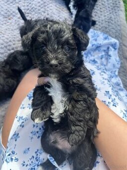 Szczeniaki bichon frise sznaucer