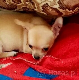 Chihuahua szczenięta - ostatni piesek - 1