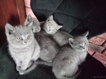 Koty brytyjskie niebieskie