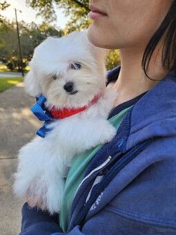 Szczeniaki maltańczyki o rozmiarze T.