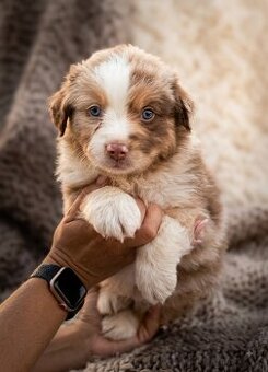 Miniaturowy owczarek amerykański 🐾