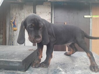 Szczeniaki gonczy polski