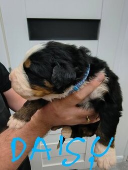 Berneński pies pasterski