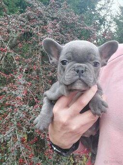 Buldog francuski suczki i pieski