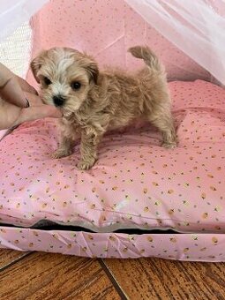 Maltipoo F1 cudne maluszki