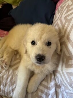 Sprzedam Szczeniaka Golden Retriver