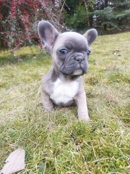 Buldog francuski suczka i piesek