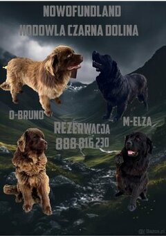 Nowofundland Niufki szczeniaki