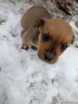 Oddam pieski w dobre ręce