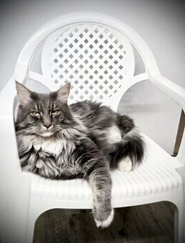 Kot rasy Maine Coon