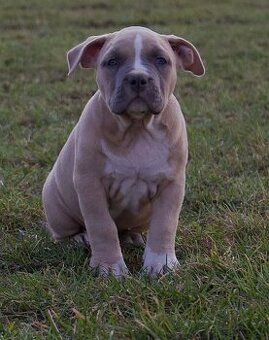 American Bully Standard