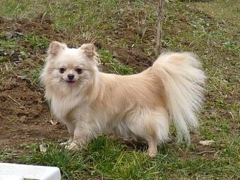 CHIHUAHUA – pies z rodowodem FCI