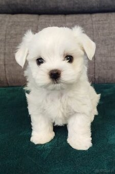 Szczeniaki maltańczyk