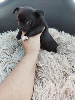 Piękny piesek chihuahua