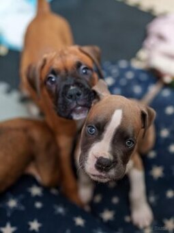 Boxer szczeniak rodowód bokser