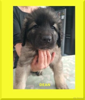 Leonberger szczeniaki